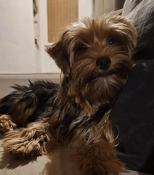 Colorful Yorkshire Terrier