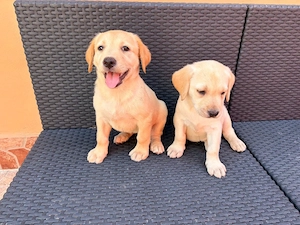 Labrador kiskutyák - kép 2