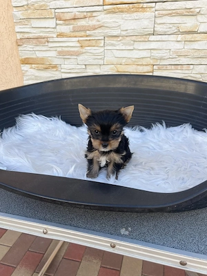 yorkhshire terrier kutyusok - kép 2