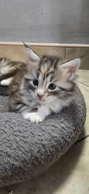 Maine Coon  Cicák foglalhatók! - kép 5