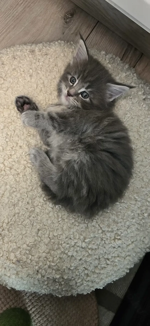 Maine Coon  Cicák foglalhatók! - kép 3