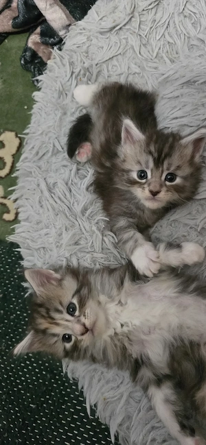 Maine Coon  Cicák foglalhatók! - kép 7