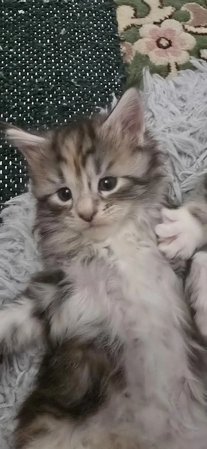 Maine Coon  Cicák foglalhatók! - kép 6