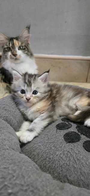 Maine Coon  Cicák foglalhatók! - kép 2