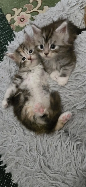 Maine Coon  Cicák foglalhatók! - kép 4