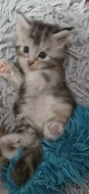 Maine Coon  Cicák foglalhatók! - kép 8