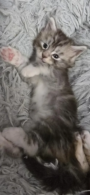 Maine Coon  Cicák foglalhatók! - kép 9