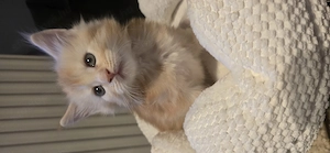Maine Coon  Cicák foglalhatók! - kép 10