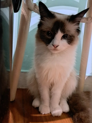 Ragdoll kislány  - kép 6