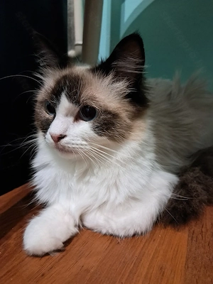Ragdoll kislány  - kép 5