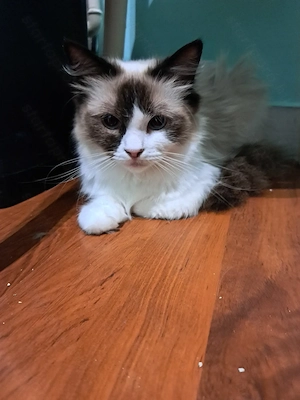 Ragdoll kislány  - kép 4