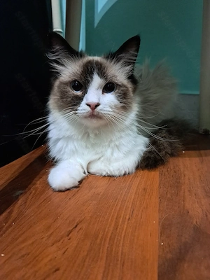 Ragdoll kislány  - kép 3