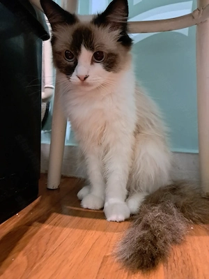 Ragdoll kislány  - kép 7