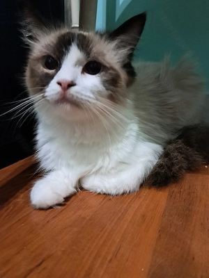 Ragdoll kislány  - kép 2