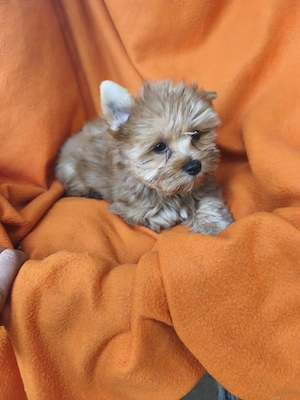 Színes yorki kisfiúk,arany,csoki és black and tan. - kép 4