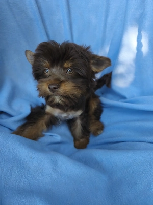 Színes yorki kisfiúk,arany,csoki és black and tan. - kép 3