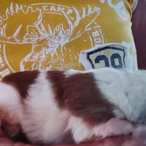 Drótszőrű foxi kiskuty k - kép 3