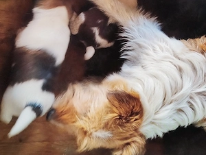 Drótszőrű foxi kiskuty k