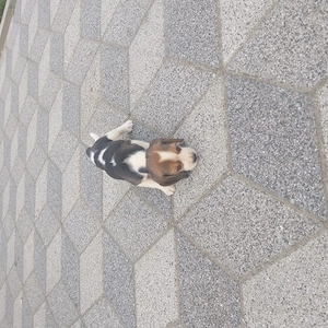 beagle kölykök - kép 2