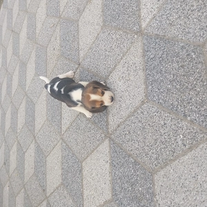 beagle kölykök - kép 5