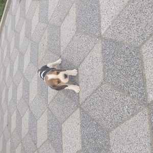 beagle kölykök - kép 3