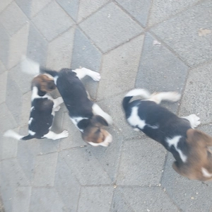 beagle kölykök - kép 4