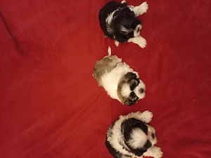 Shih tzu kiskuty k - kép 2