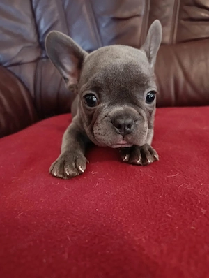 Kék francia bulldog kiskutyák  - kép 2