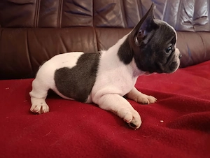 Kék francia bulldog kiskutyák  - kép 3