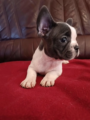 Kék francia bulldog kiskutyák  - kép 4
