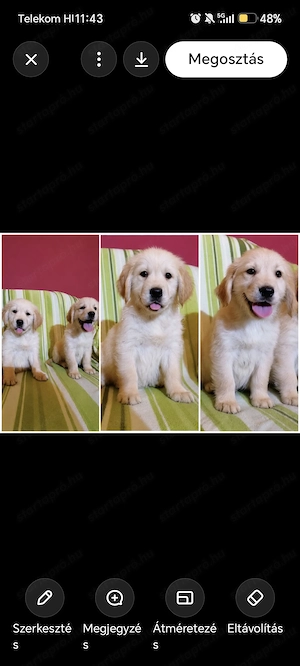 Golden retriever - kép 2