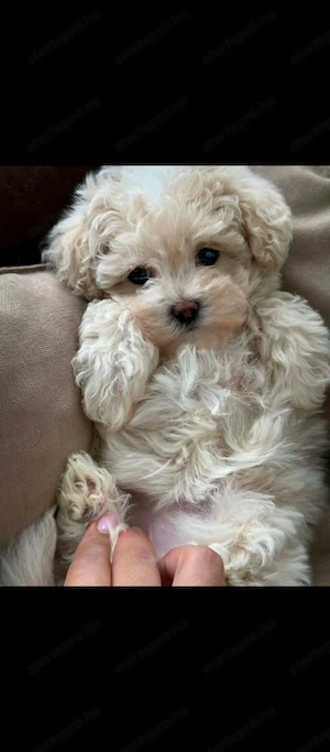 Maltipoo fiúk  - kép 3