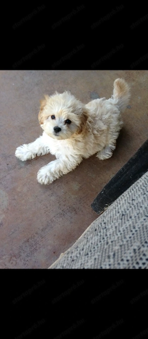 Maltipoo fiúk  - kép 4