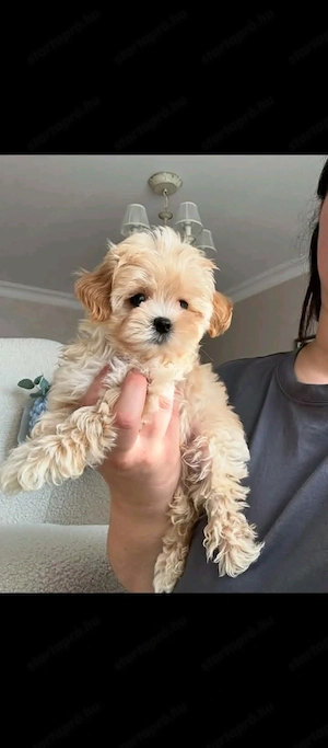 Maltipoo fiúk  - kép 2