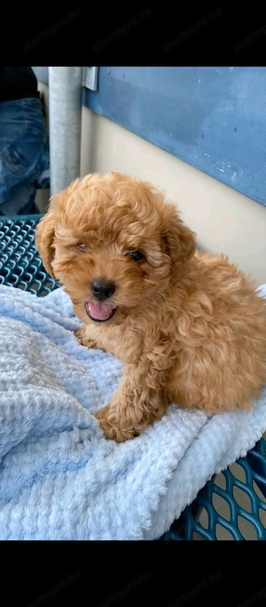 Maltipoo fiúk 