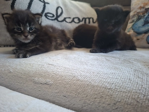 Main Coon cicák foglalózhatók - kép 3
