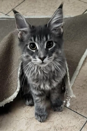 Main Coon cicák foglalózhatók - kép 4