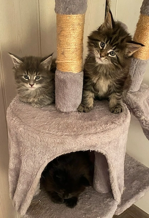 Main Coon cicák foglalózhatók - kép 8