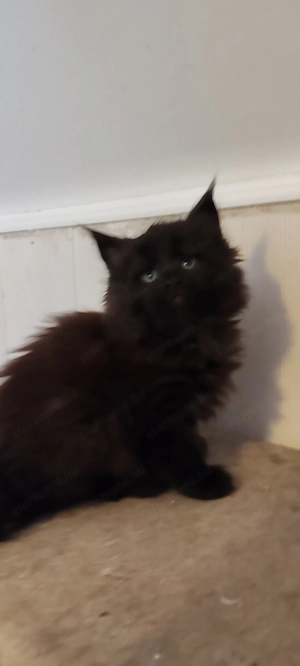 Main Coon cicák foglalózhatók - kép 9