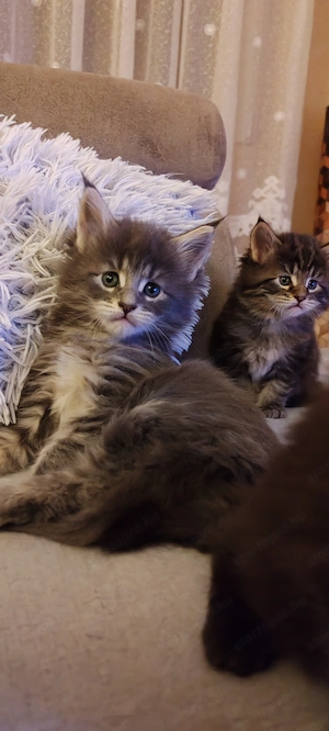 Main Coon cicák foglalózhatók - kép 10