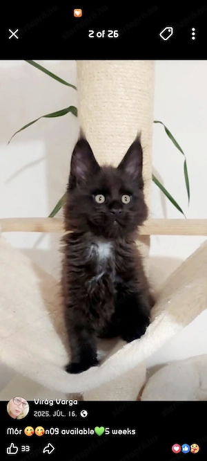 Main Coon cicák foglalózhatók - kép 7