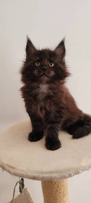 Main Coon cicák foglalózhatók - kép 6