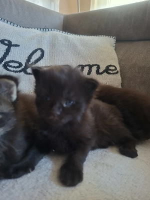 Main Coon cicák foglalózhatók - kép 2