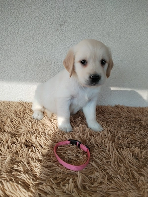 Golden retriever kiskutyák gazdit keresnek  - kép 5