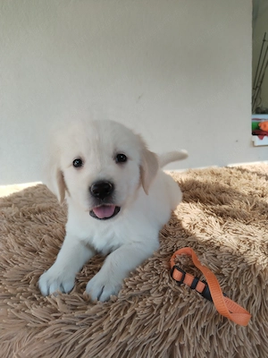 Golden retriever kiskutyák gazdit keresnek  - kép 3
