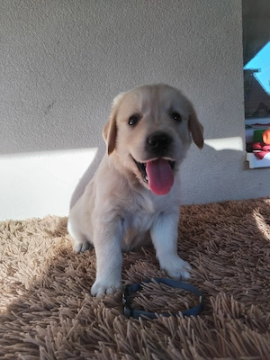 Golden retriever kiskutyák gazdit keresnek 