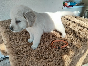 Golden retriever kiskutyák gazdit keresnek  - kép 4
