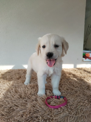 Golden retriever kiskutyák gazdit keresnek  - kép 7