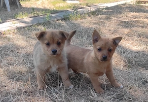 Spitz jellegű kiskutyák (06 70 385 5226) - kép 3