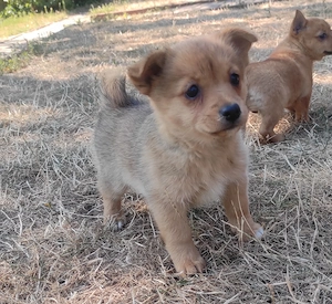 Spitz jellegű kiskutyák (06 70 385 5226) - kép 2